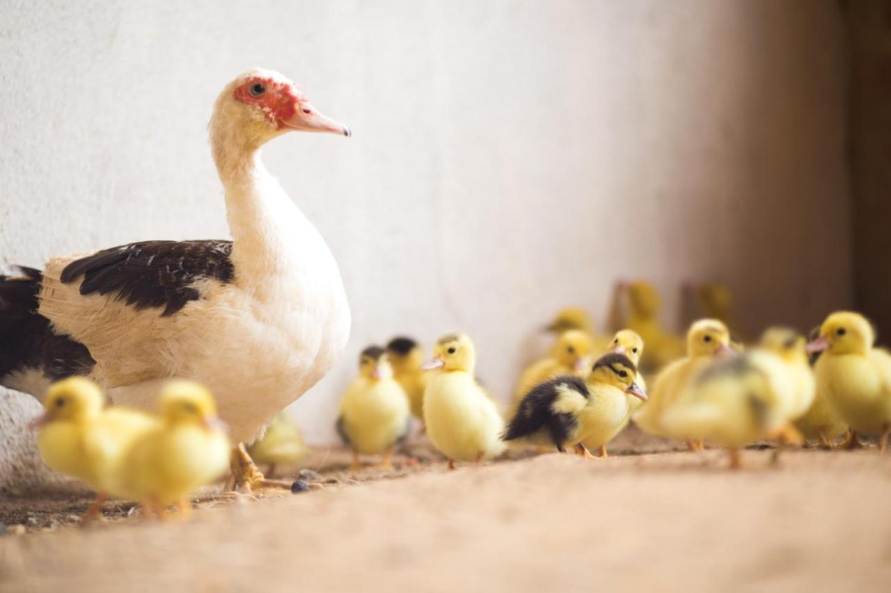 Fazenda Gamela Eco Resort Cantagalo エクステリア 写真